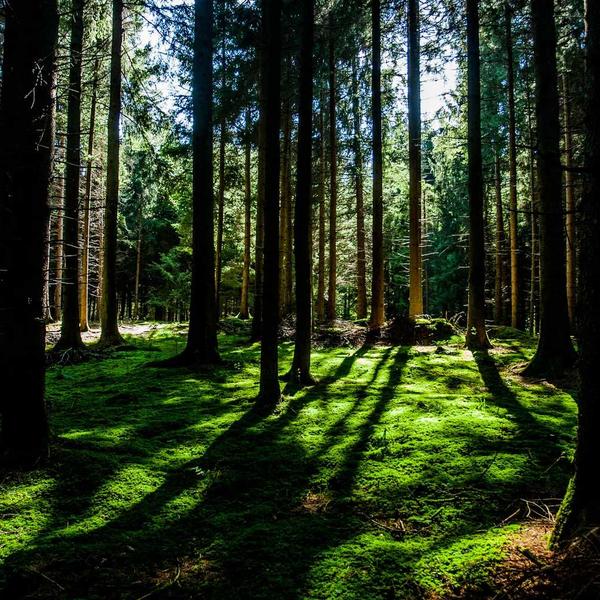 Arceau et coussinets